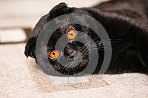 Close-up serious black Cat with Yellow Eyes in Dark. Face black