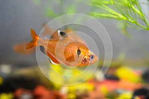 Close up of Serpae tetra or jewel tetra or Callistus tetra fish inside the aquarium.