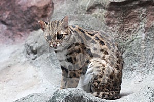 Close up Serval cat