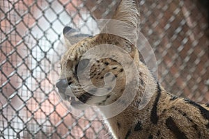 Close up Serval cat