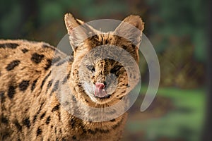 Close up of a serval wild cat