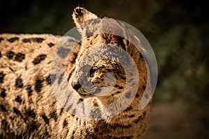 Close up of a serval wild cat