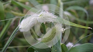 Close-up of setaia viridis