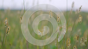 Close up of Setaria Viridis plants.