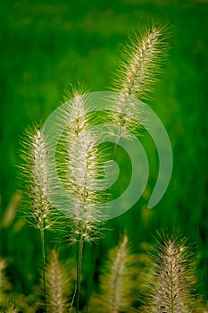 Close up of Setaria Viridis plants. photo