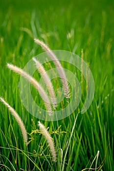 Close up of Setaria Viridis plants. photo