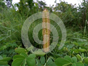 Close up of Setaria Viridis plants in nepal