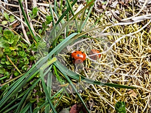 Close-up of the seven-spot ladybird Coccinella septempunctata on aground. Elytra are red, punctuated with three black spots each