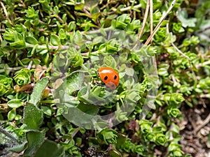 Close-up of the seven-spot ladybird Coccinella septempunctata on aground. Elytra are red, punctuated with three black spots each