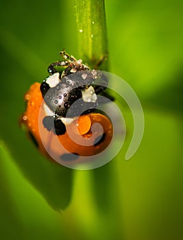 Close up of a Seven-spot ladybird (Coccinella septempunctata) covered in water drops on a green leaf