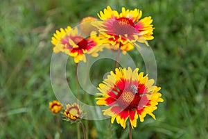 Close-up of several beautiful red-yellow flowers scientific name Gaillardia Aristata in the afternoon. Nature background.