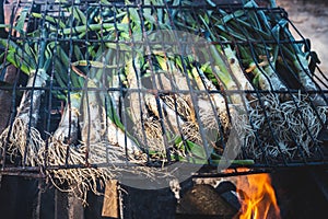 Close-up of several calçots cooking with a barbecue fire, typical Catalan food