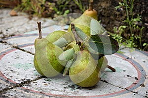 Close-up of several freshly picked green pears with leaves, outdoors and plant background, selective focus