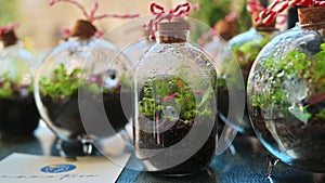Close up of several glass bottles with a terrarium