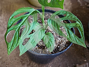 Monstera adansonii planted and grows on the pot