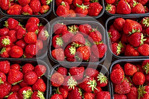 A close up of several punnets of fresh juicy looking strawberries