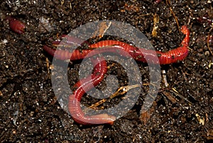 Earthworms crawling in compost