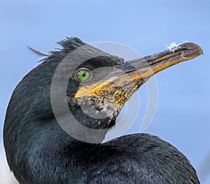 Close up of a shag with feather stuck to its beak