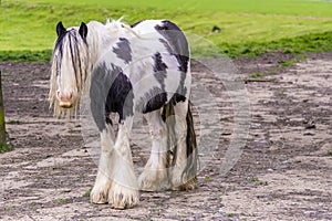 A close up of a shaggy, piebald, gypsy horse in a muddy field near Market Harborough, Leicestershire, UK