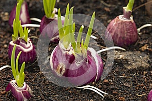 Close up Shallots sprouted young leaves on the ground. Close up of an organic