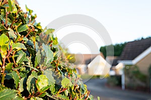 Close-up, shallow focus of a bush located by the porch of a large bungalow.