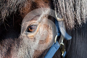 Close-up, shallow focus of the detailed eye and surrounding area of an adult horse.