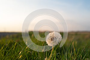 Close-up, shallow focus of a fresh dandelion.