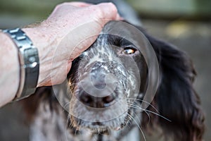 Close-up, shallow focus of part of the head of an adult Spaniel dog looking at the photographer.