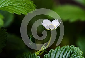 Close-up and shallow focus of a strawberry flower