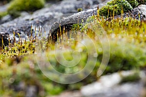 Close-up, shallow focus view of green moss seen growing on tiles, on a cottage roof.