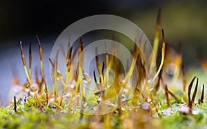 Close-up, shallow focus view of green moss seen growing on tiles, on a cottage roof.