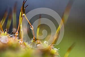 Close-up, shallow focus view of green moss seen growing on tiles, on a cottage roof.