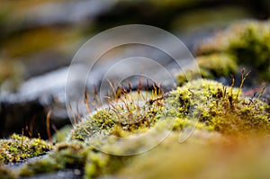 Close-up, shallow focus view of green moss seen growing on tiles, on a cottage roof.
