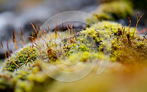 Close-up, shallow focus view of green moss seen growing on tiles, on a cottage roof.