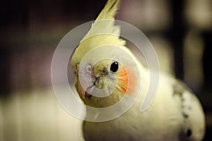 Close-up, shallow focus view of a male Cockatiel bird seen in his birdcage.