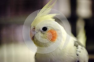 Close-up, shallow focus view of a male Cockatiel bird seen in his birdcage.
