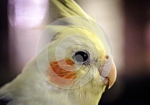 Close-up, shallow focus view of a male Cockatiel bird seen in his birdcage.