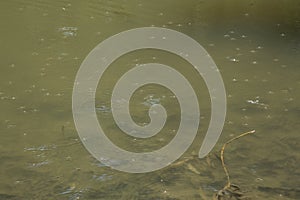 close-up: shallow lake withe many mosquitos on its surface