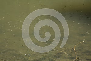 close-up: shallow lake withe many mosquitos on its surface