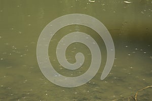 close-up: shallow lake withe many mosquitos on its surface