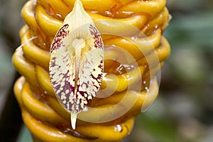 Close up Shampoo ginger flower or  Wild Ginger flower Zingiber zerumbet in garden