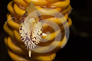 Close up Shampoo ginger flower or  Wild Ginger flower Zingiber zerumbet in garden