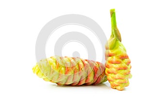 Close up shampoo ginger isolated on white background