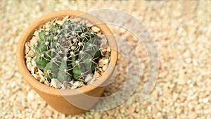 Close up of shaped cactus.