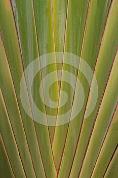 Close up shaped leaves of traveller`s palm, leaves pattern background of traveller`s Palm