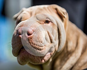 Close up of a shar pei dogs wrinkled nose