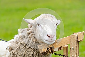 Close up of shared sheep. Spring shearing animal.