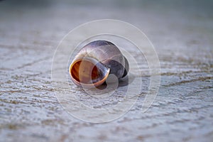 Close-up of a shark eye seashell, Neverita duplicata.