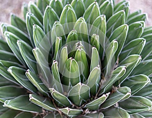 Close up of sharp cactus as a flower shape in Desert Botanical Garden in Phoenix, Arizona