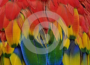 Close up sharp details of Scarlet macaw parrot bird feathers comprise of red, yellow, green and blue shade of bright and vivid